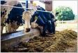Reduzindo o teor de proteína bruta em dietas para vacas leiteira